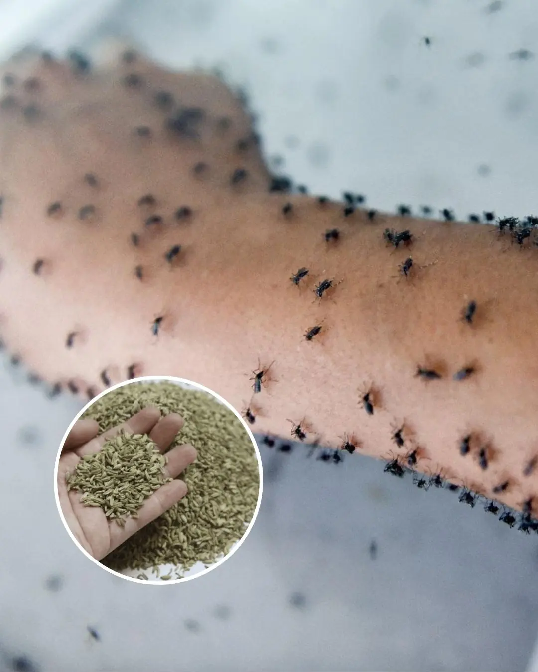 You’ll never see mosquitoes again if you do this