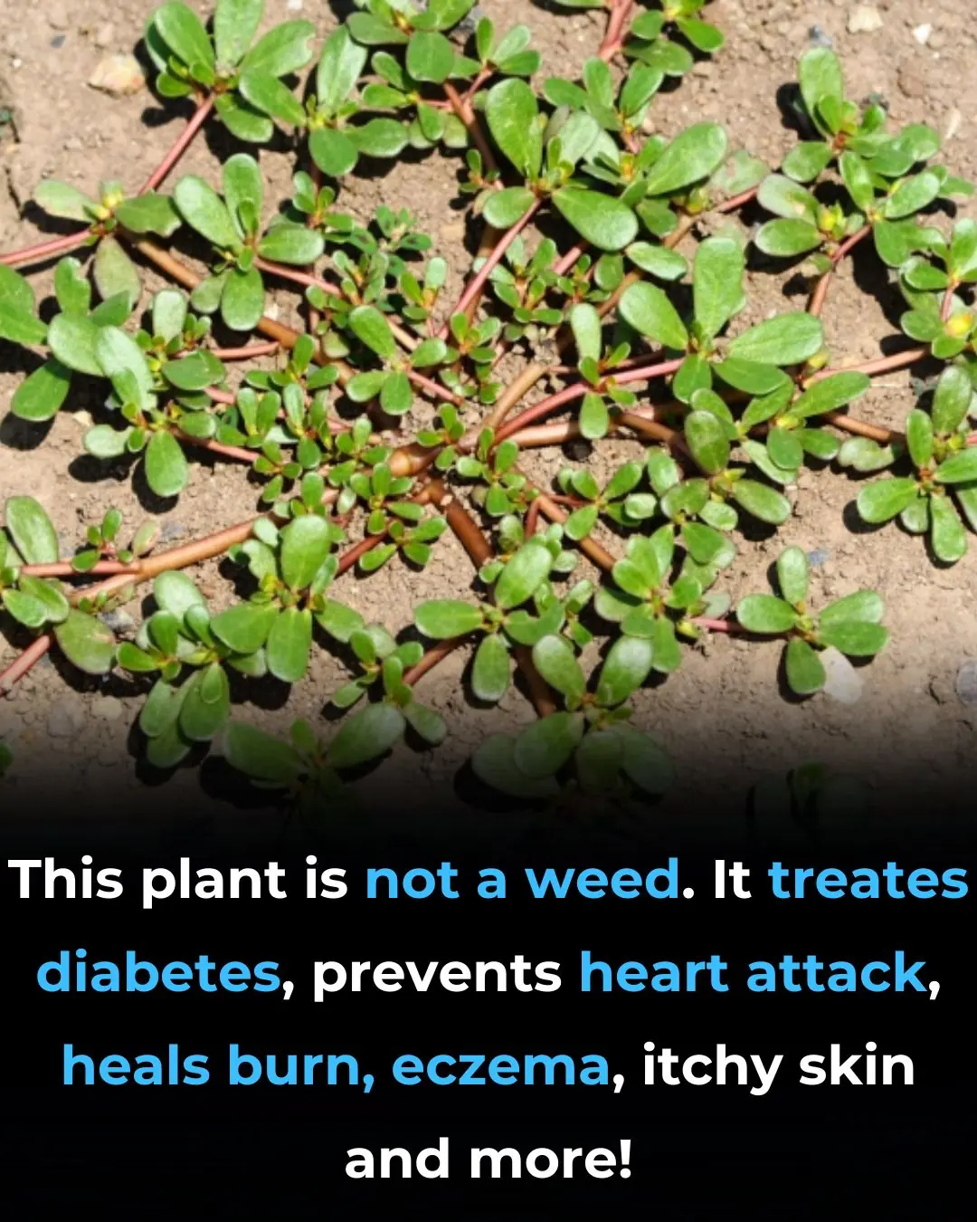 Purslane (Portulaca Oleracea): The Weed with Extraordinary Benefits (Science Based)