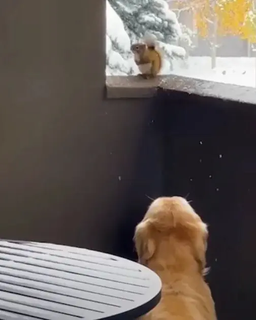 When a Squirrel, a Dog, and a Baby Without a Tail Became Family.