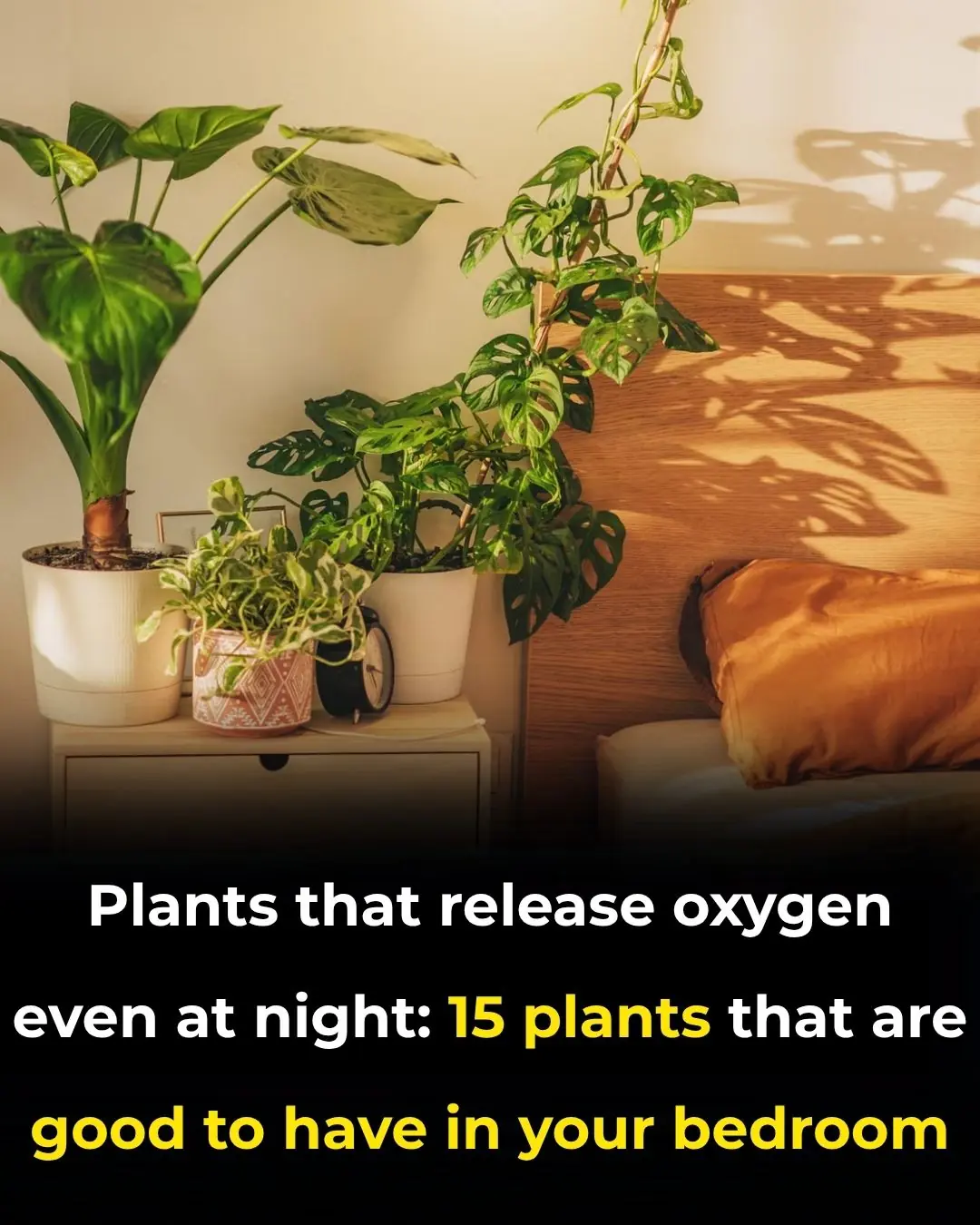 17 Best Bedroom Plants for Clean Air & Low Light – NASA Study