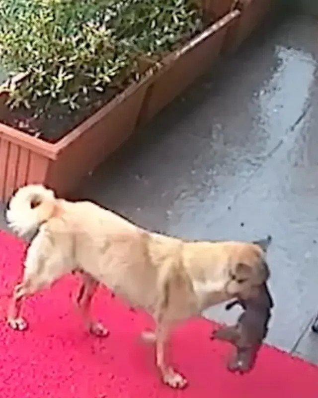 Mama Dog Walks Into Vet Clinic With a Heart-Melting Request — Over 3 Million Views.