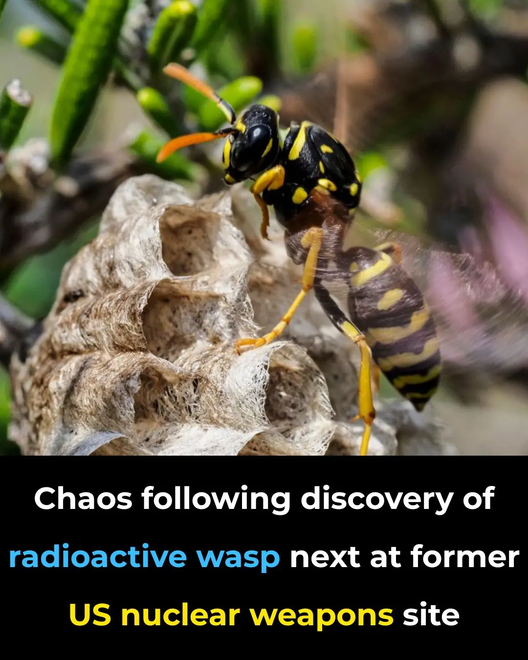 Chaos following discovery of radioactive wasp nest at former US nuclear weapons site