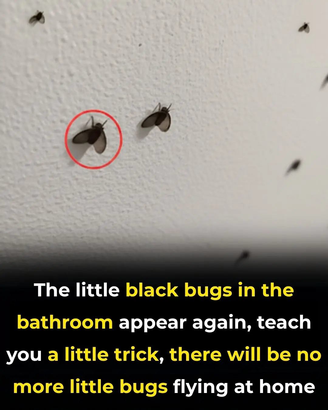 Dealing with 10 Common Bathroom Pests
