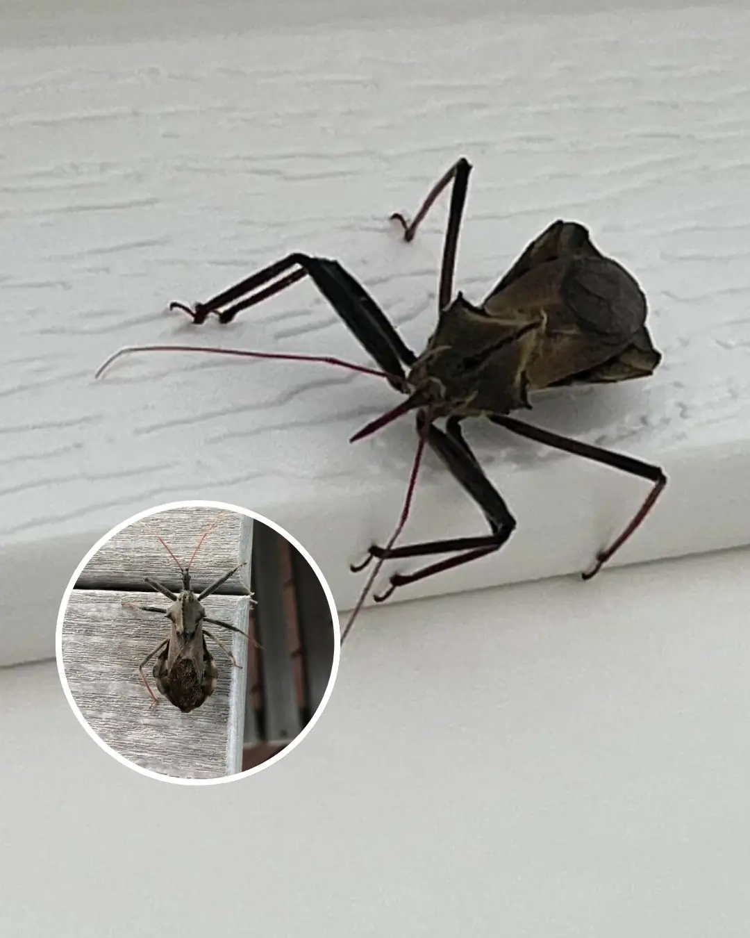 Chagas Disease and the Fight Against Nighttime Bugs