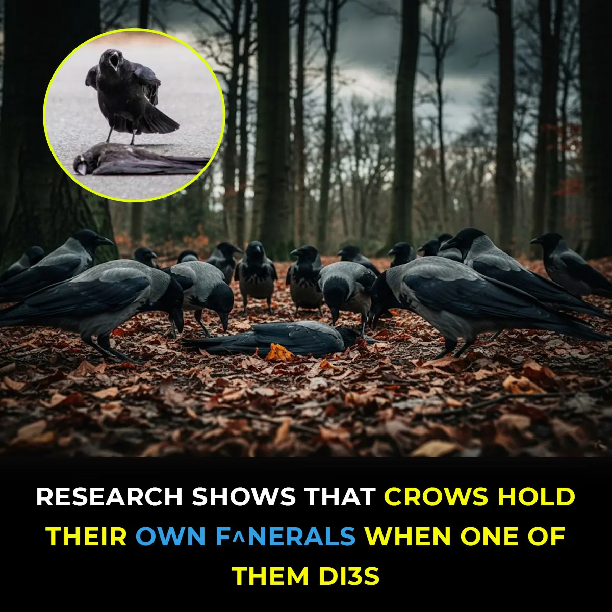 Researchers Discover Crows Hold ‘Funerals’ To Mourn Their De@d