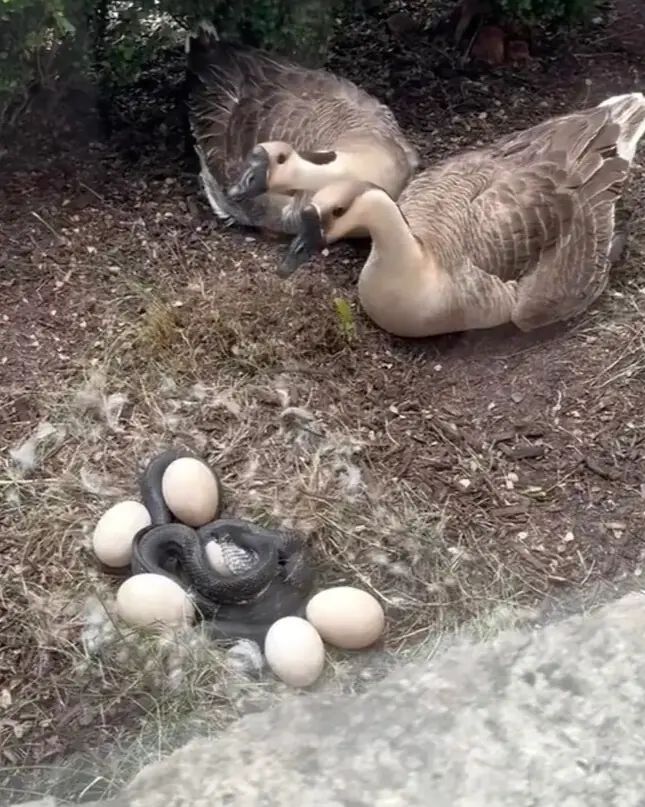 A Goose Nest, a Hungry Snake, and a Construction Worker Who Stepped Up.