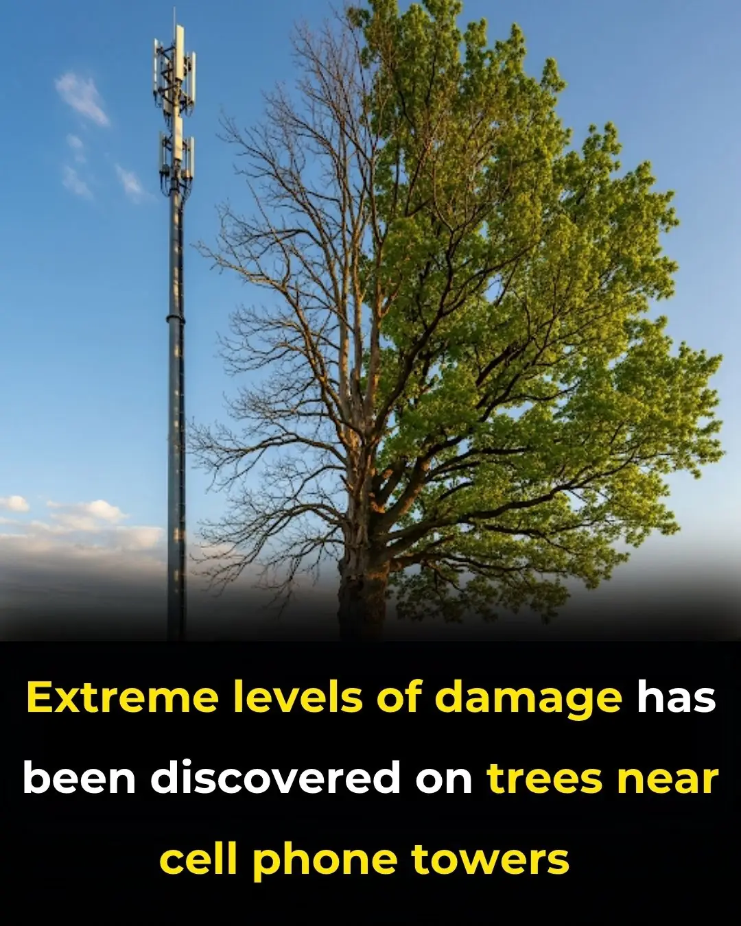 Extreme levels of damage has been discovered on trees near cell phone towers