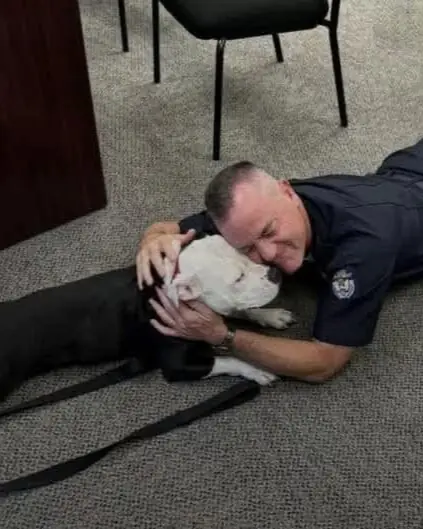 Bolo’s Big Day—And the Forever Home He Never Saw Coming.