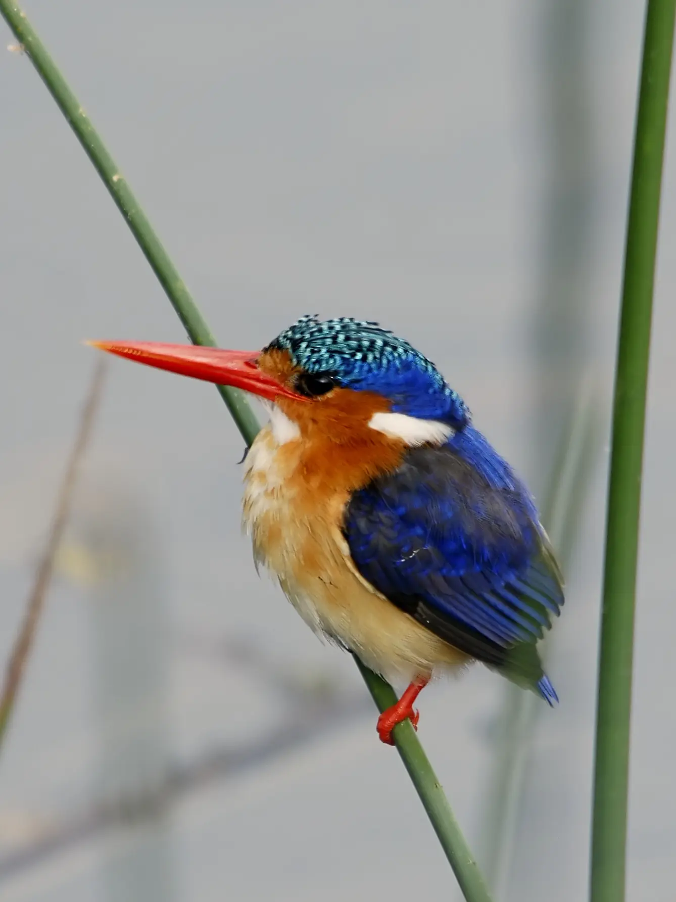 A Wild Kingfisher, Three Generations, and the Unspoken Language of Love.