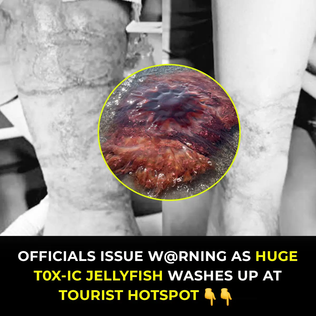 Officials Warn Tourists As Giant Toxic Jellyfish Washes Ashore At Popular Beach