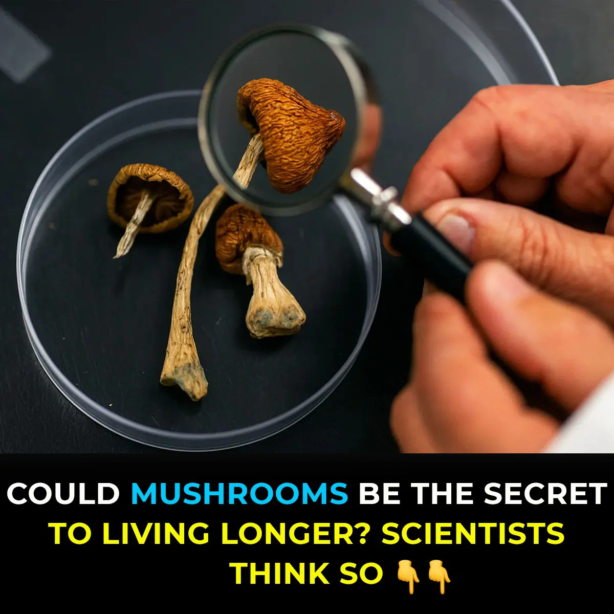 Could Psilocybin Be the Secret To Living Longer? Scientists Think So.