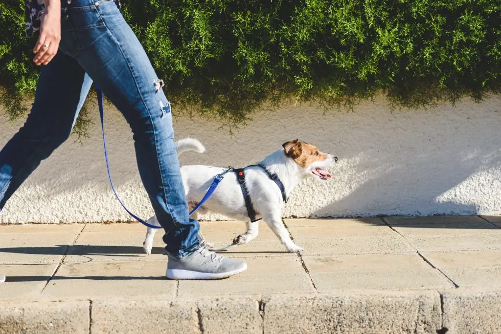 Benefits of Walking: Why Walking is One of the Best Forms of Exercise