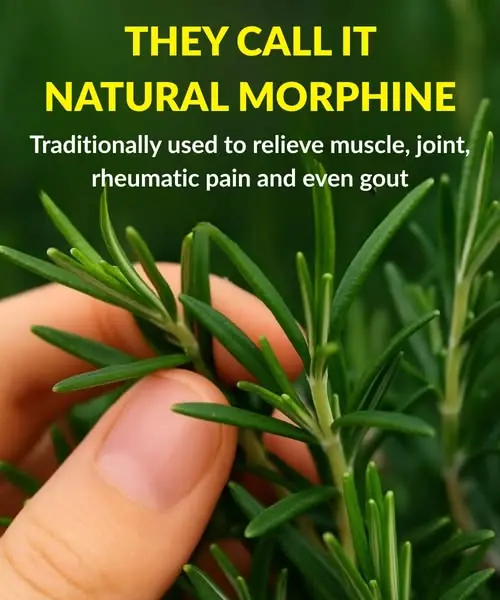 Discover the Power of Rosemary: Nature’s Potent Pain Reliever & Healing Herb
