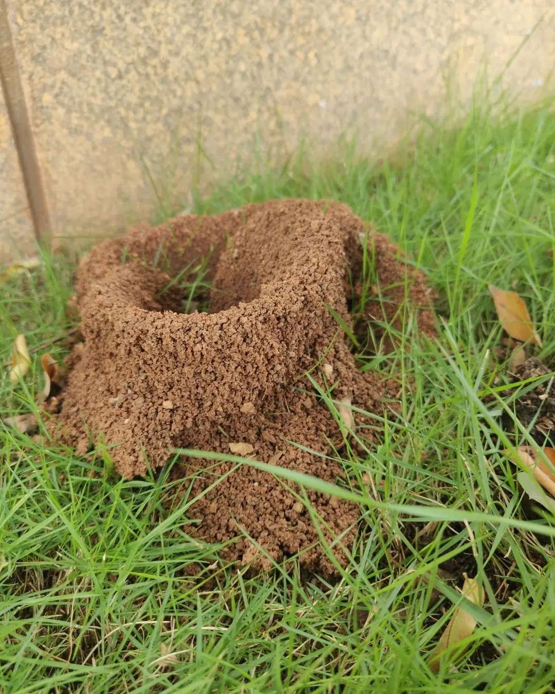 Mom Stepped on an Ant Hill and Died Instantly