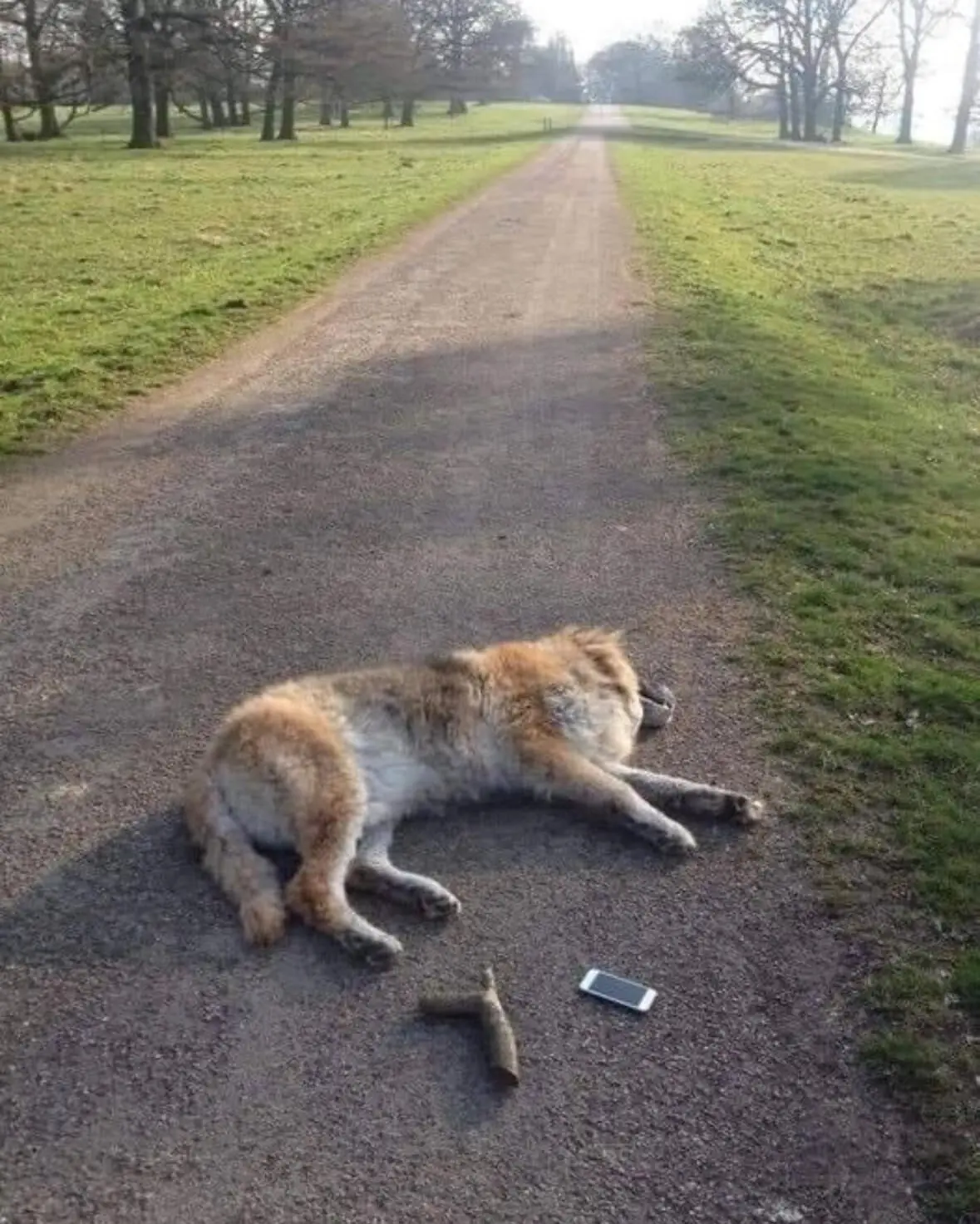The Dog Who Never Ran Away Again.