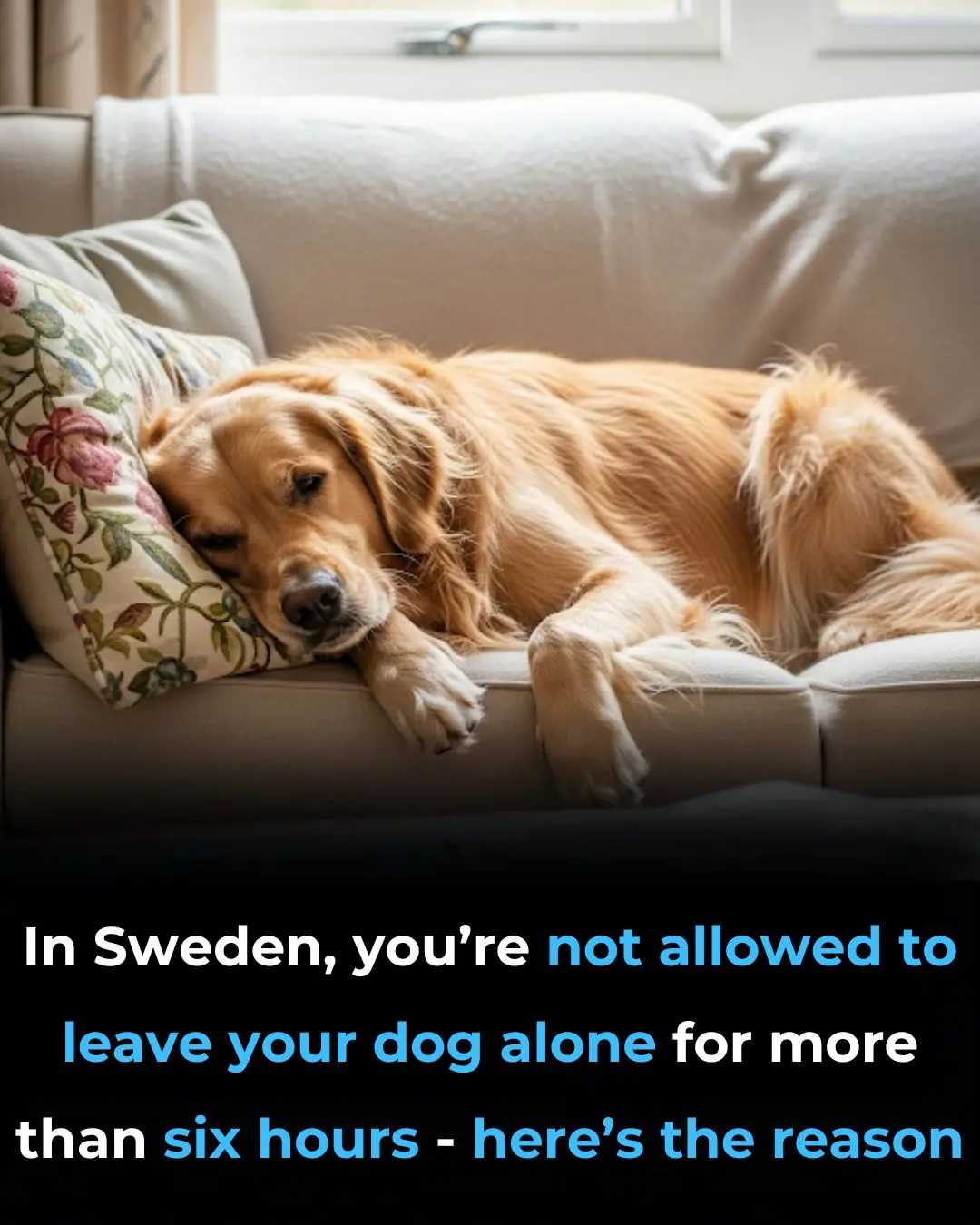 In Sweden, You’re Not Allowed to Leave Your Dog Alone for More Than Six Hours, Here’s the Reason