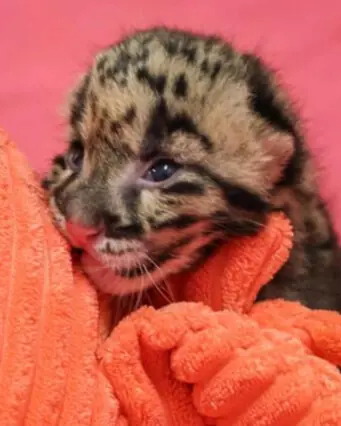 Critically Endangered Clouded Leopard Cub Born at Nashville Zoo to Be Hand-Reared for Survival.