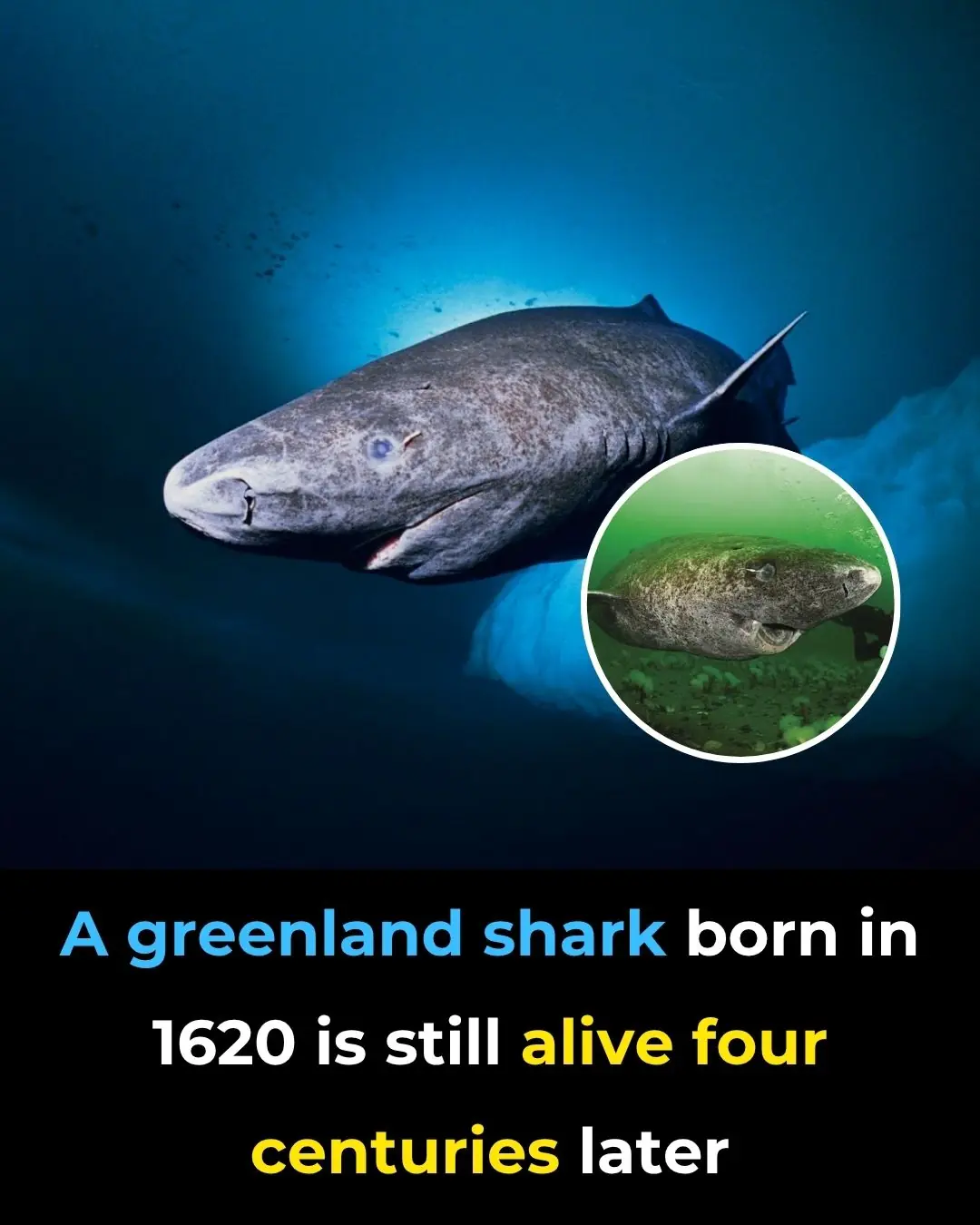 A Greenland Shark Born in 1620 is Still Alive Four Centuries Later