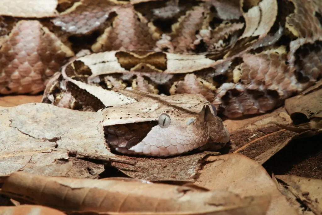 The Mystical Gaboon Viper, Master Of Disguise And Deadly Accuracy