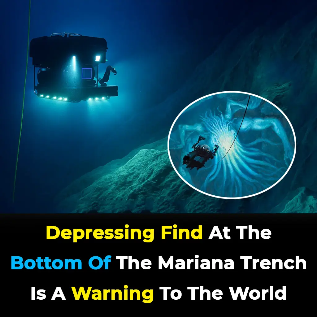 Depressing find at the bottom of the Mariana Trench is a warning to the world