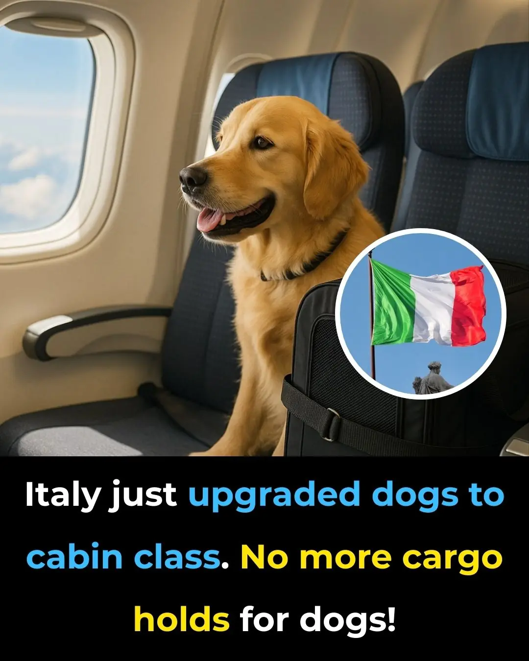 Italy just upgraded dogs to cabin class. No more cargo holds for dogs!