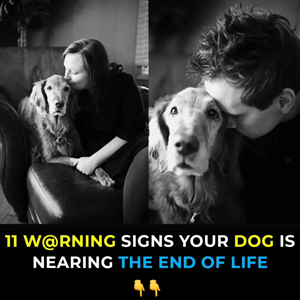 11 Heartbreaking Signs Your Dog Is Nearing the End—And How To Give Them The Love They Deserve