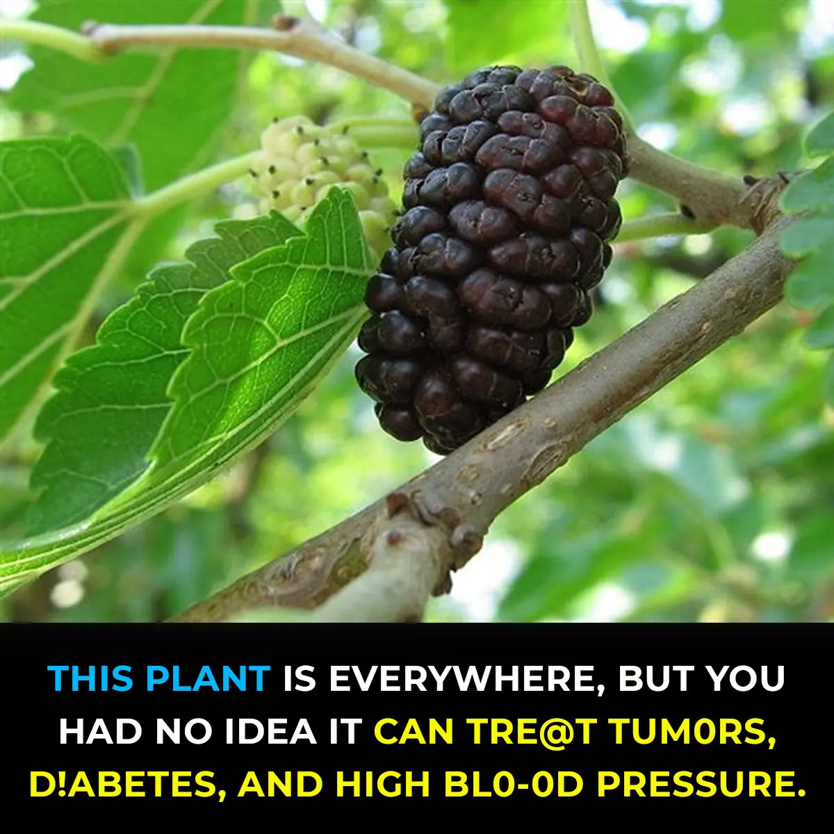 Common Backyard Plant May Help Fight Tumors, Diabetes, And High Blood Pressure