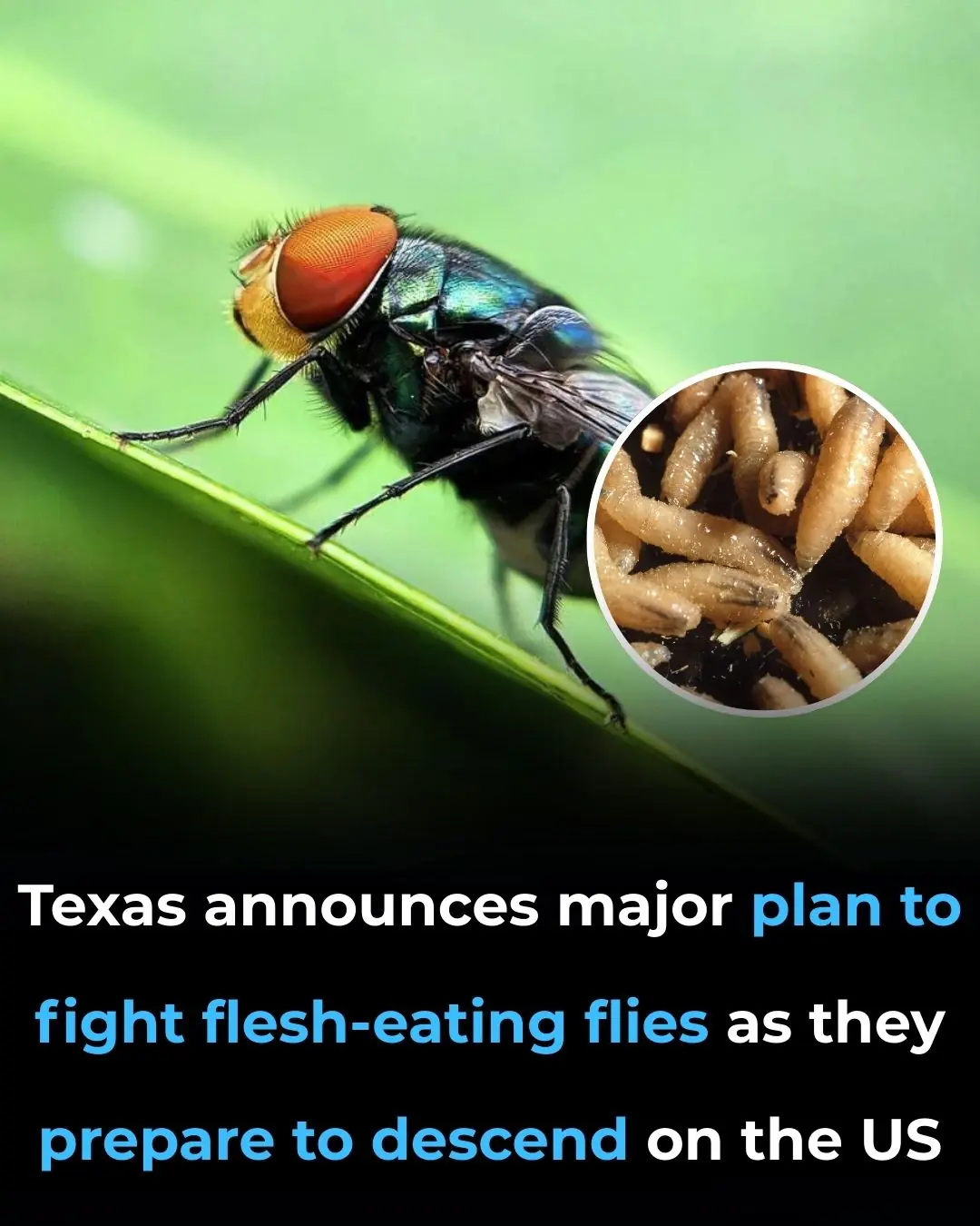 Texas announces major plan to fight flesh-eating flies as they prepare to descend on the US