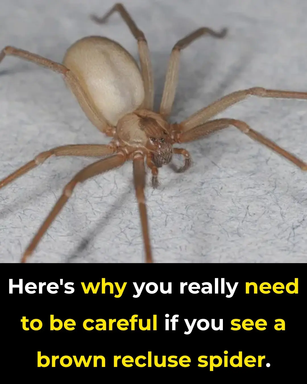 Are Brown Recluse Bites Really That Dangerous? Here’s What You Should Know