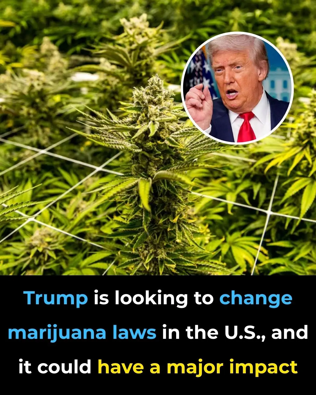 Trump is Looking to Change Marijuana Laws in the Us and It Could Have a Major Impact