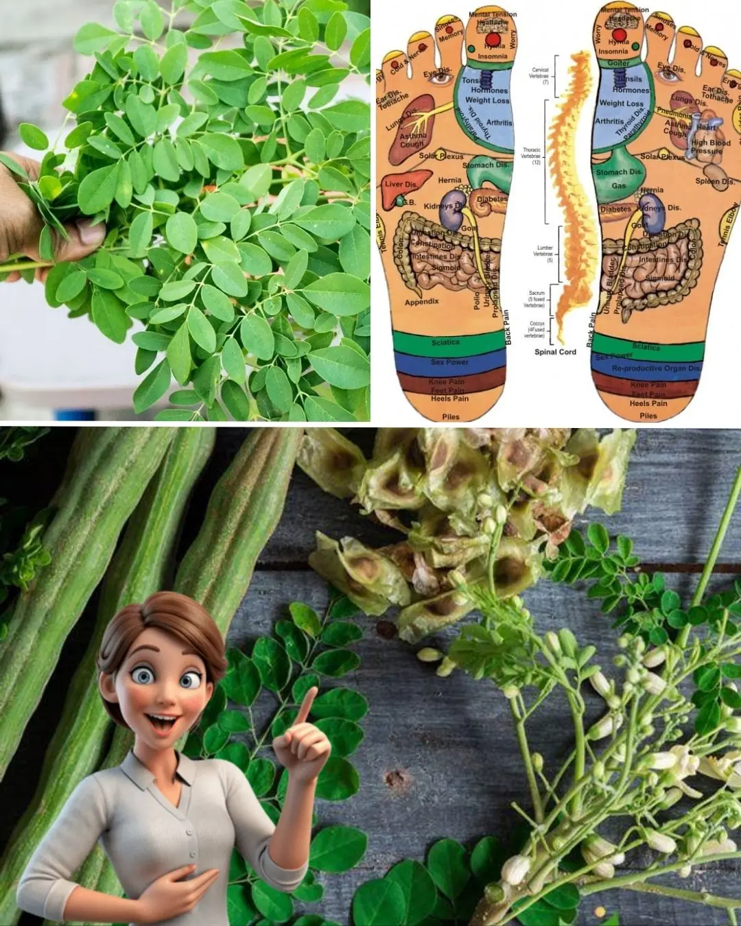 The Miracle Tree: 16 Health Benefits of Moringa & How to Use It