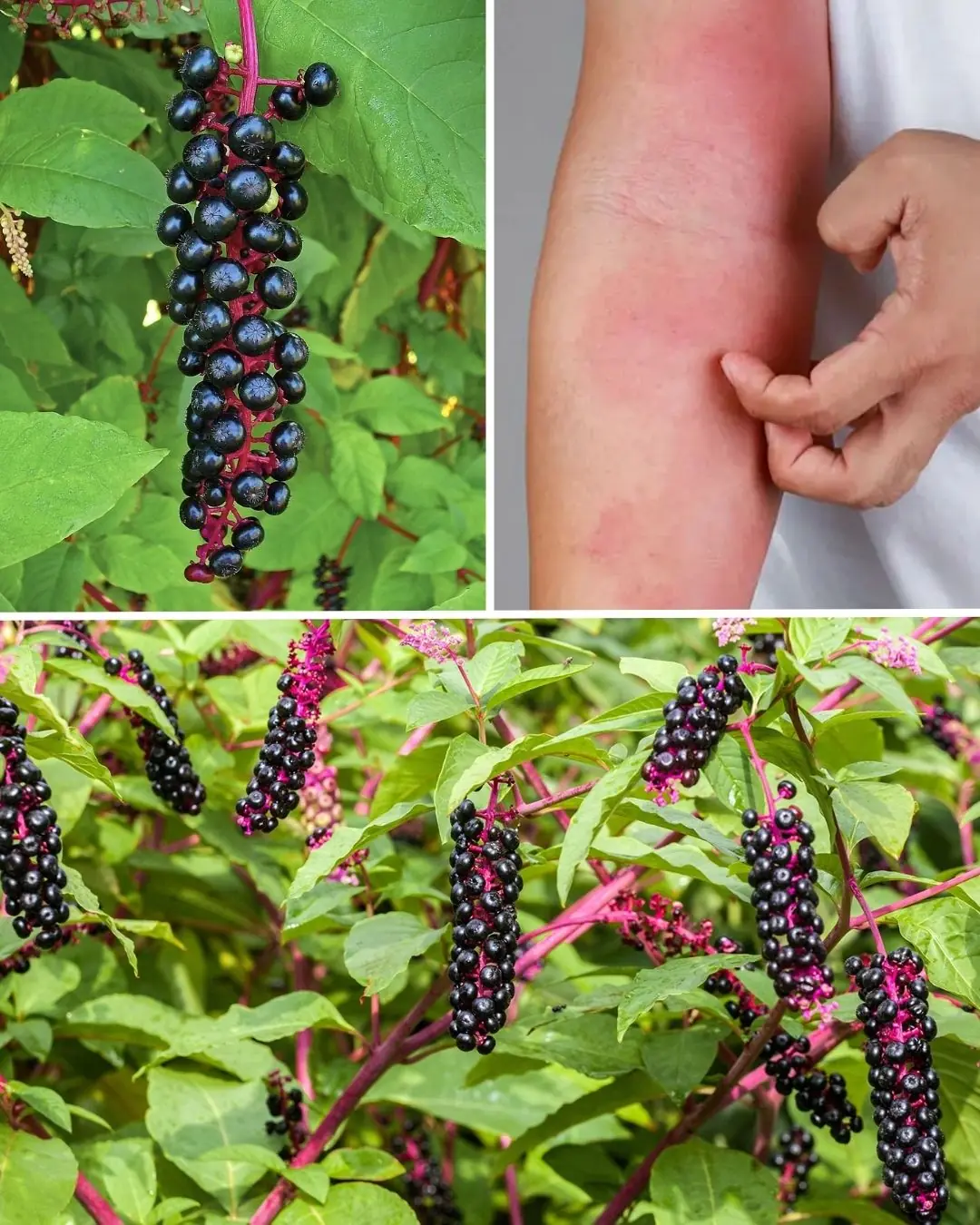 Pokeweed: The Attractive but Highly Toxic Plant Growing in Your Backyard