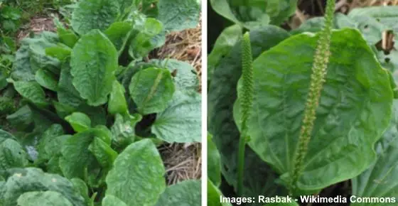 Plantain (Plantago major): Why It’s an Herb and Not a Weed, Uses, Benefits and More