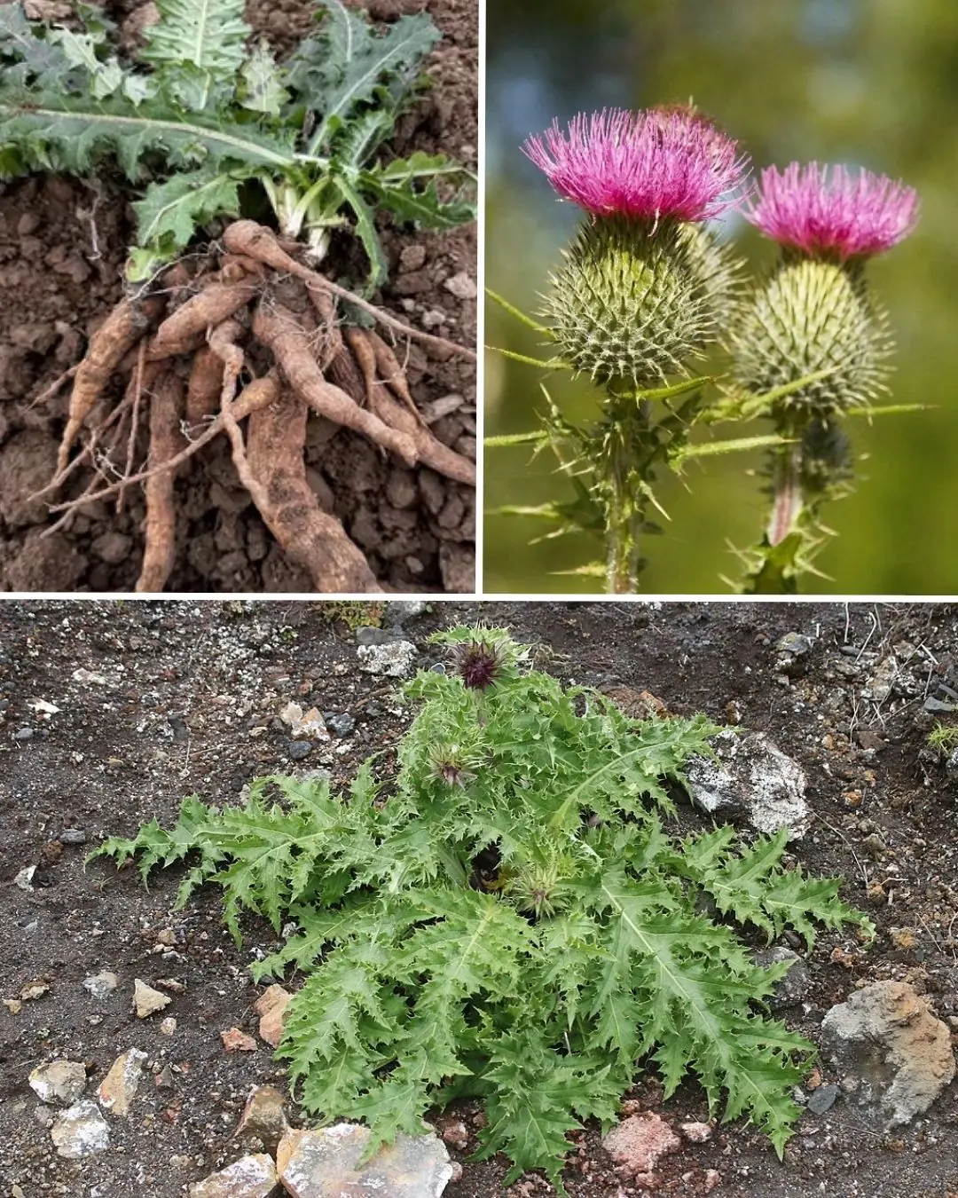 12 Enhanced Benefits of Bull Thistle Root & How to Use It Naturally