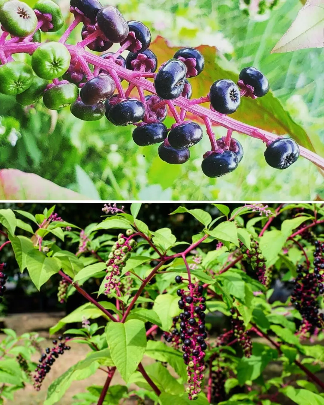 Pokeweed (Phytolacca americana): A Toxic Plant to Avoid
