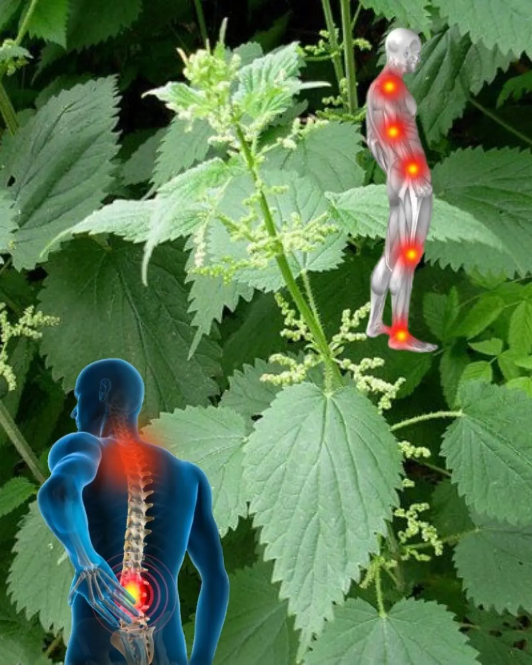 🌿 Stinging Nettle (Urtica dioica): 17 Remarkable Benefits You Should Know