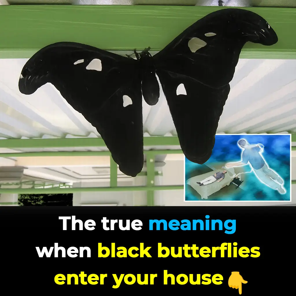 The Mysterious Spiritual Meaning Of Black Butterflies Entering Your Home
