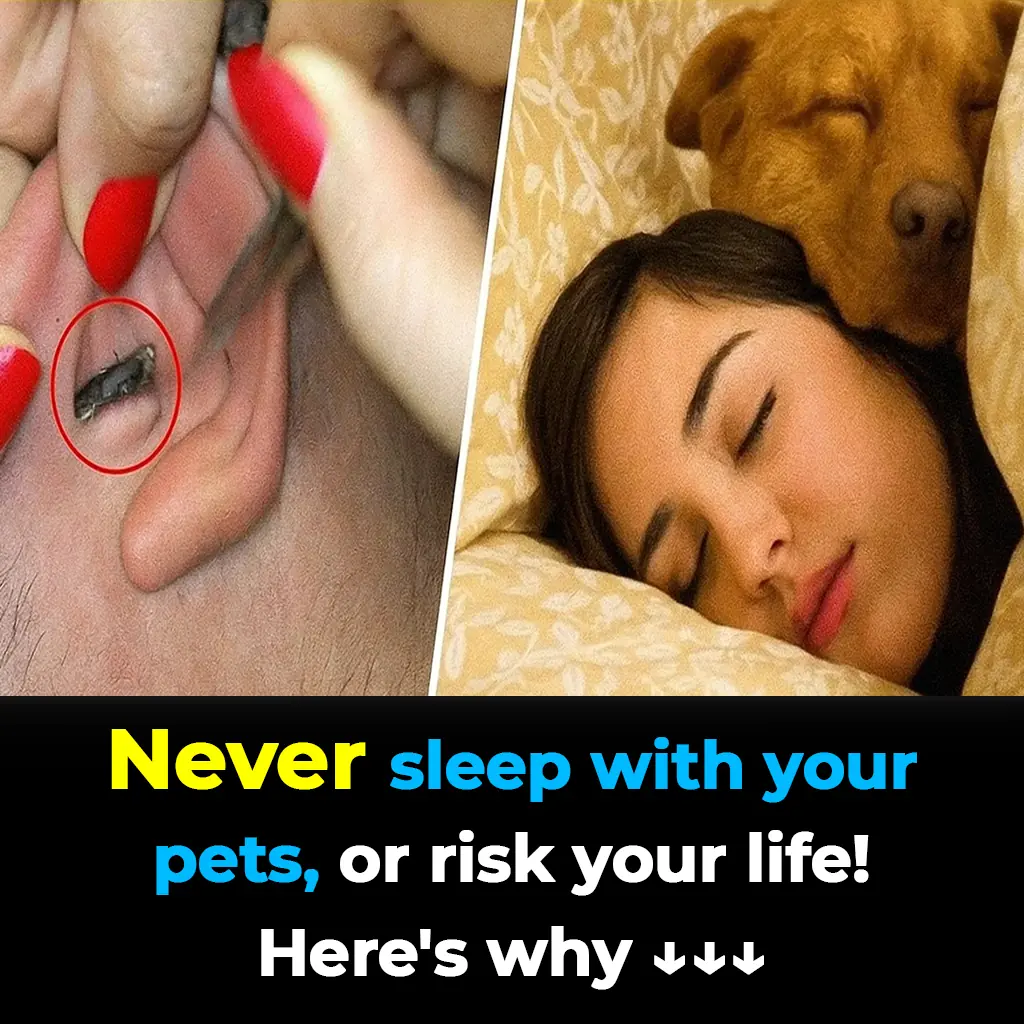 Don’t Sleep With Your Pets: Doctors Reveal The Reason Why