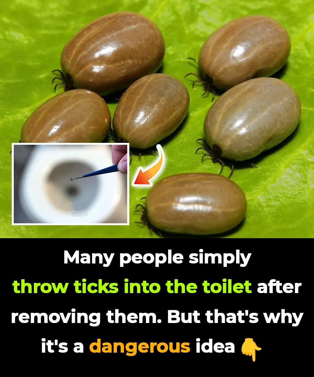 Deadly Secrets of Ticks: How to Remove and Dispose of Them Safely Before They Harm You