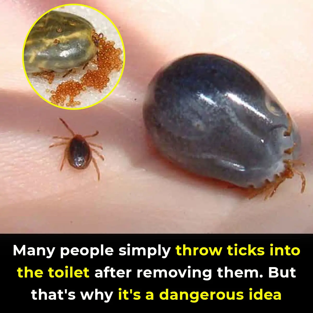 How To Properly Dispose of Ticks