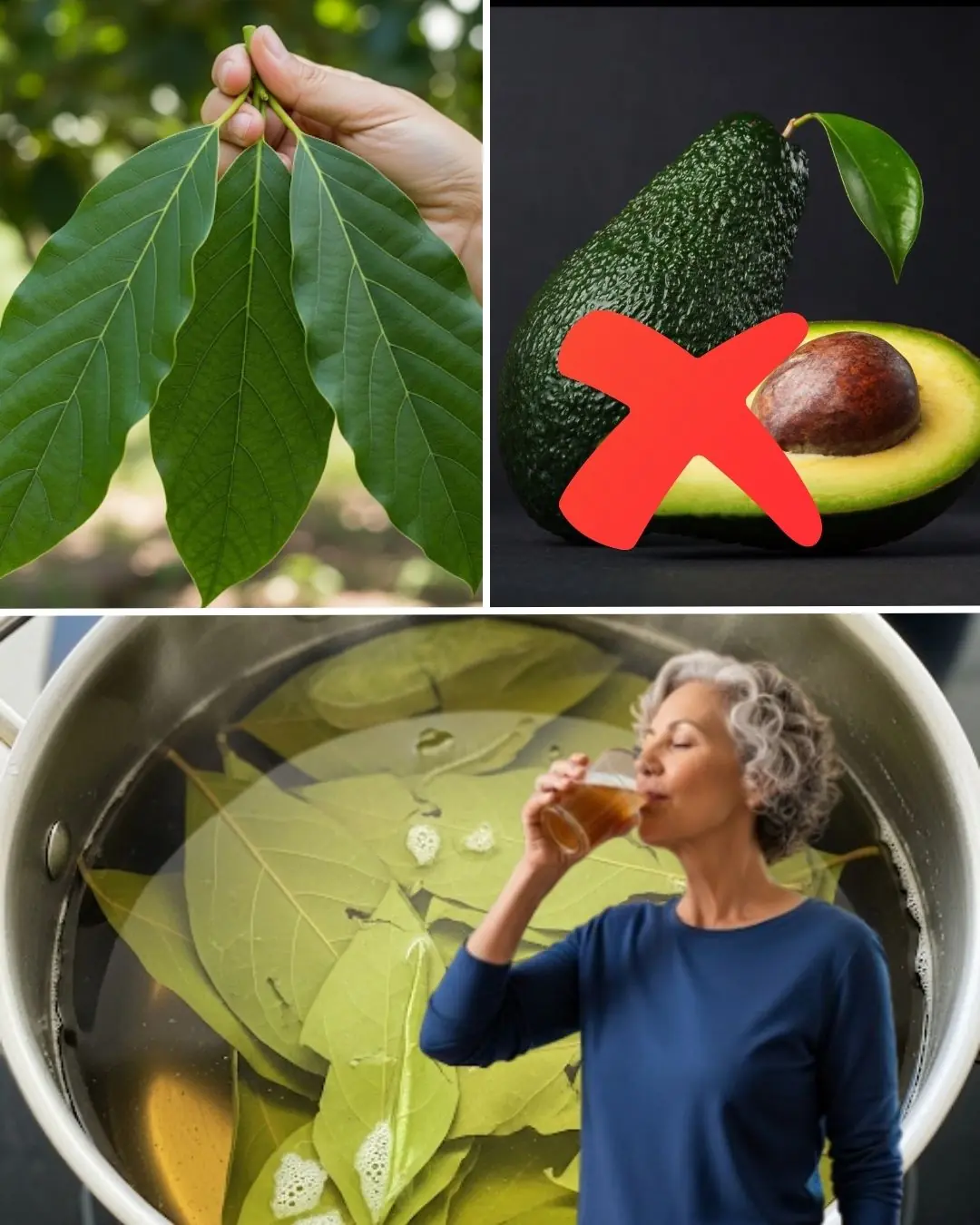🌿 30 Remarkable Benefits of Avocado Leaves