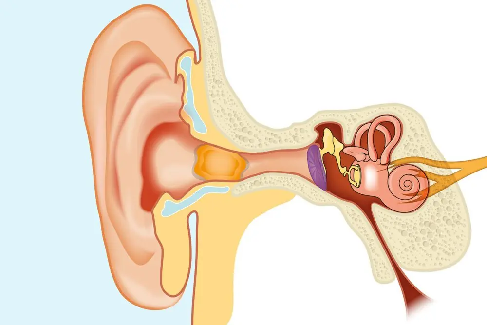 The Most Effective Ways to Naturally Get Rid of Clogged Ears