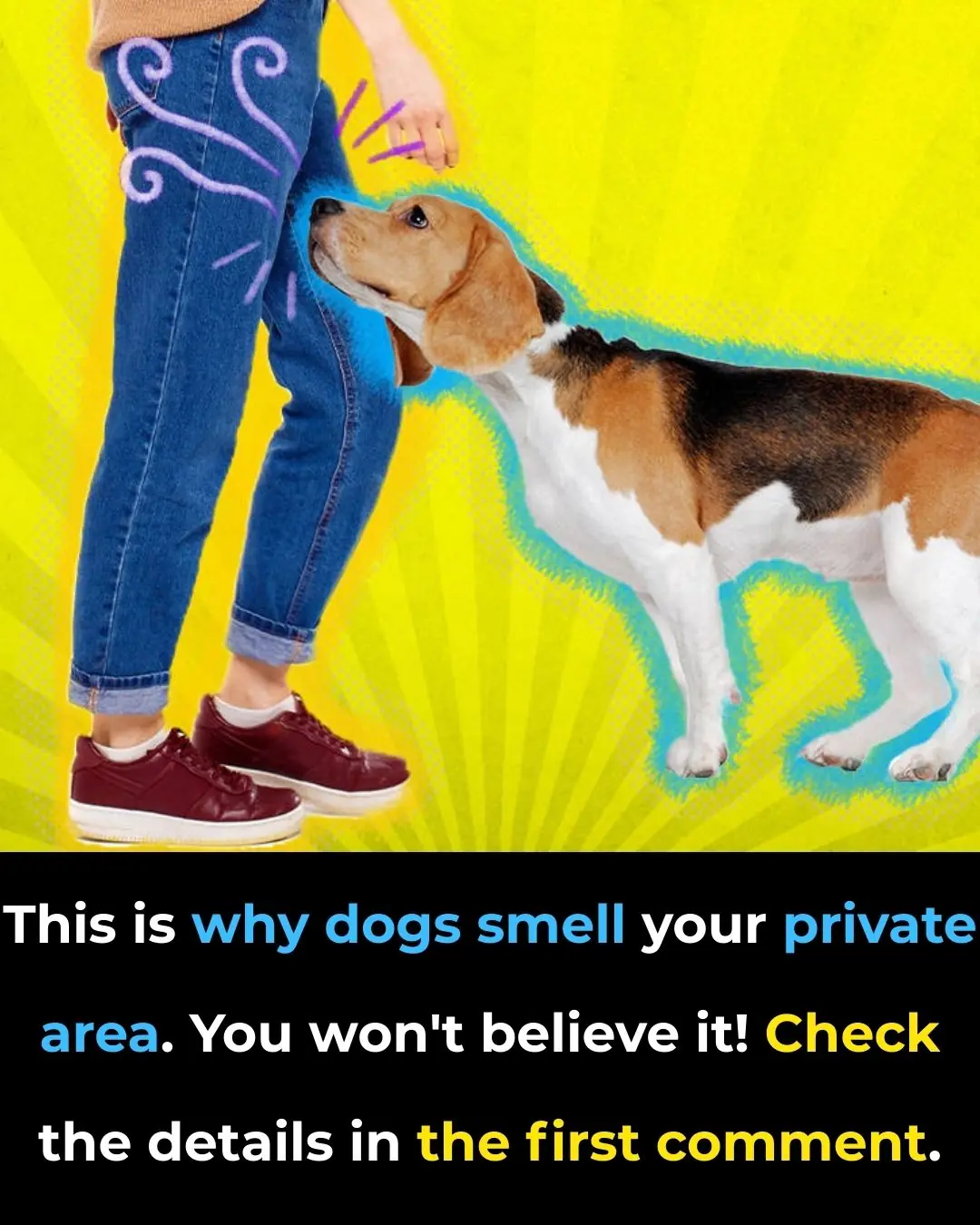 Reasons Why Dogs Smell Your Crotch
