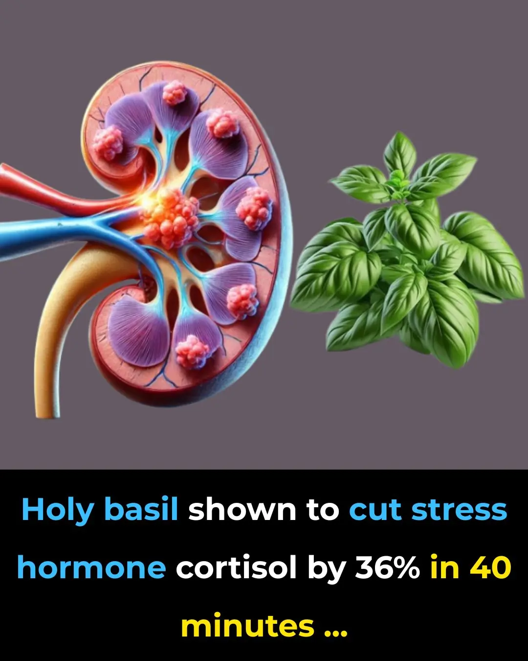 Holy basil shown to cut stress hormone cortisol by 36% in 40 minutes