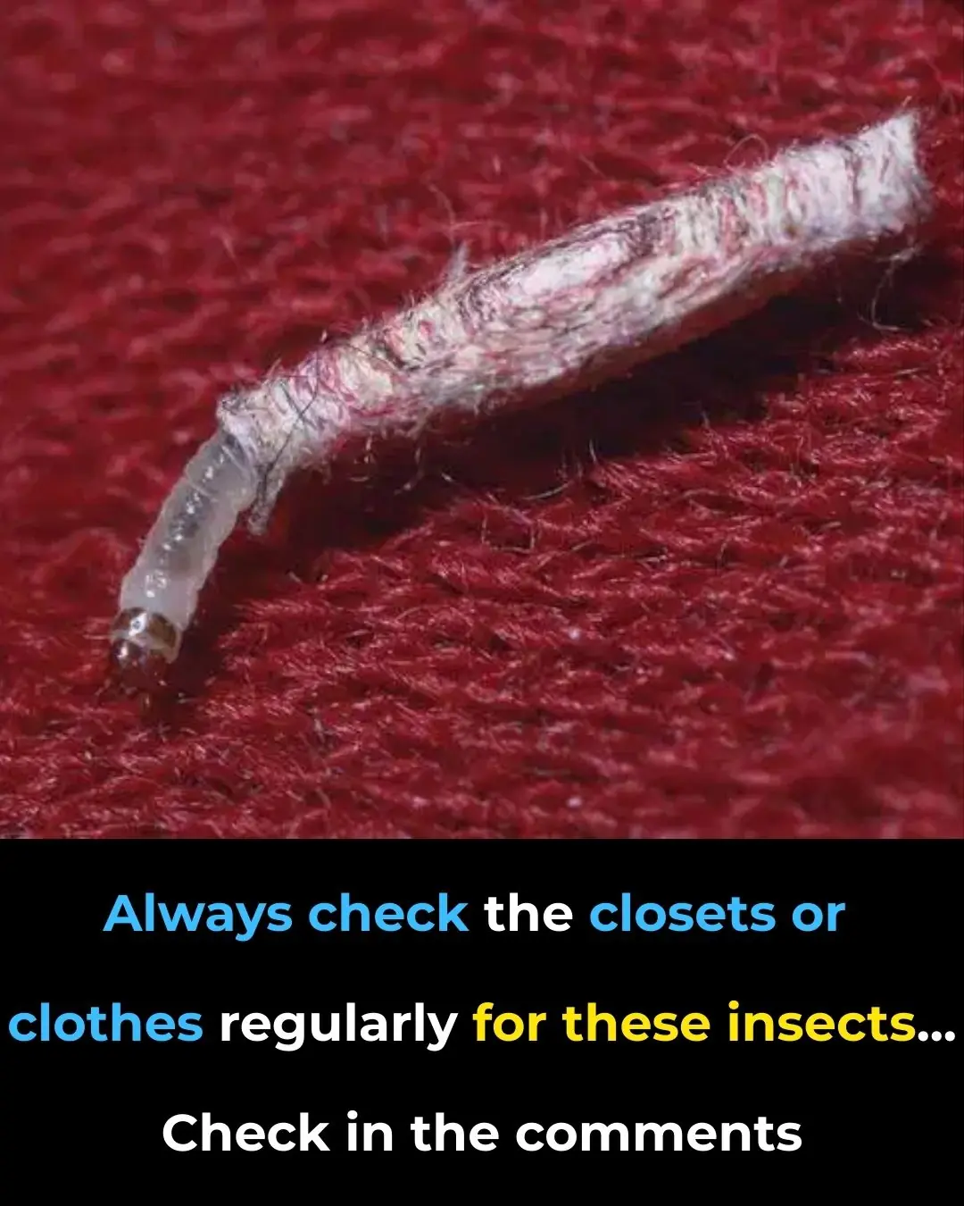 How to Get Rid of Moths Naturally