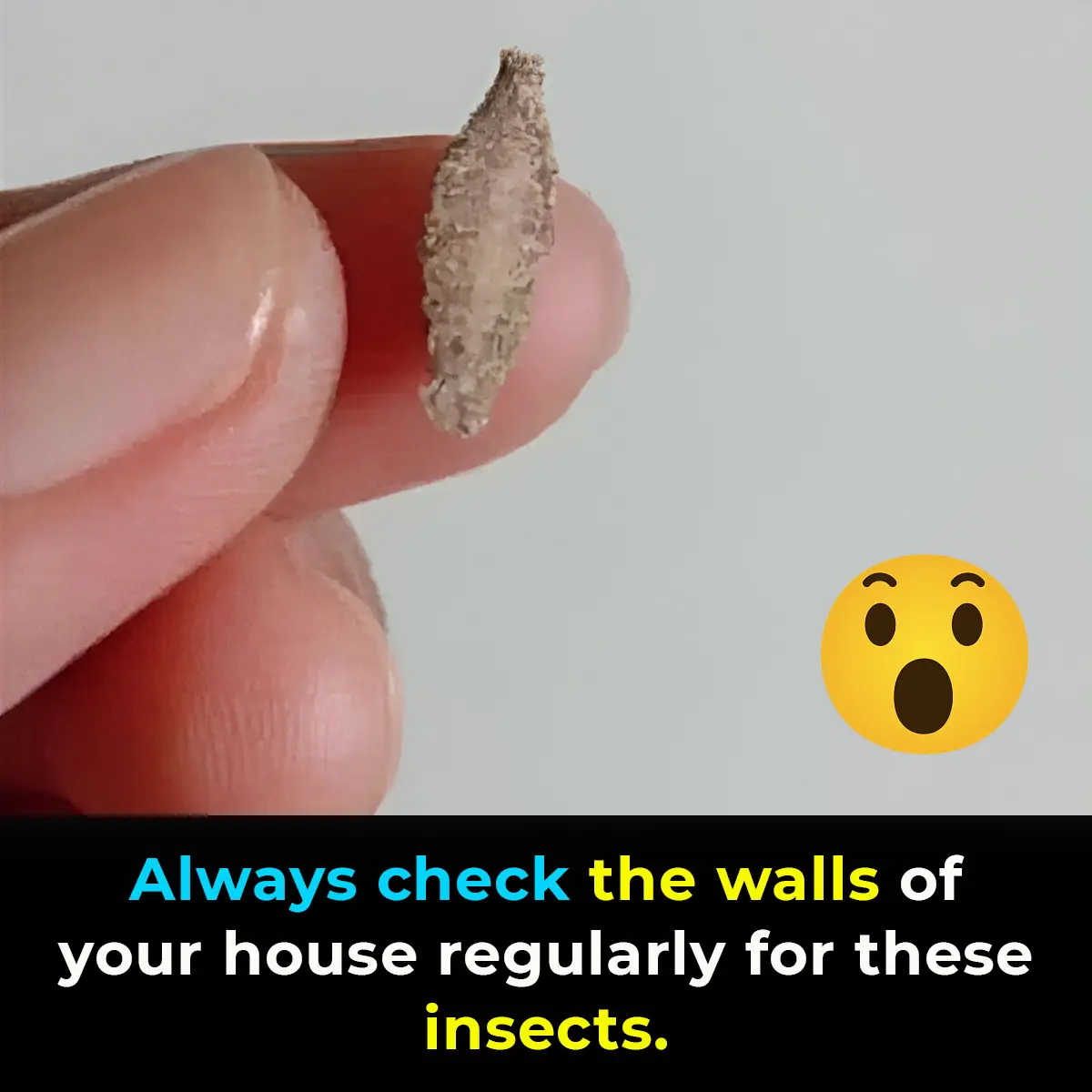 Ever Seen This Creepy Wall-Clinging Moth? Meet the Kamitetep