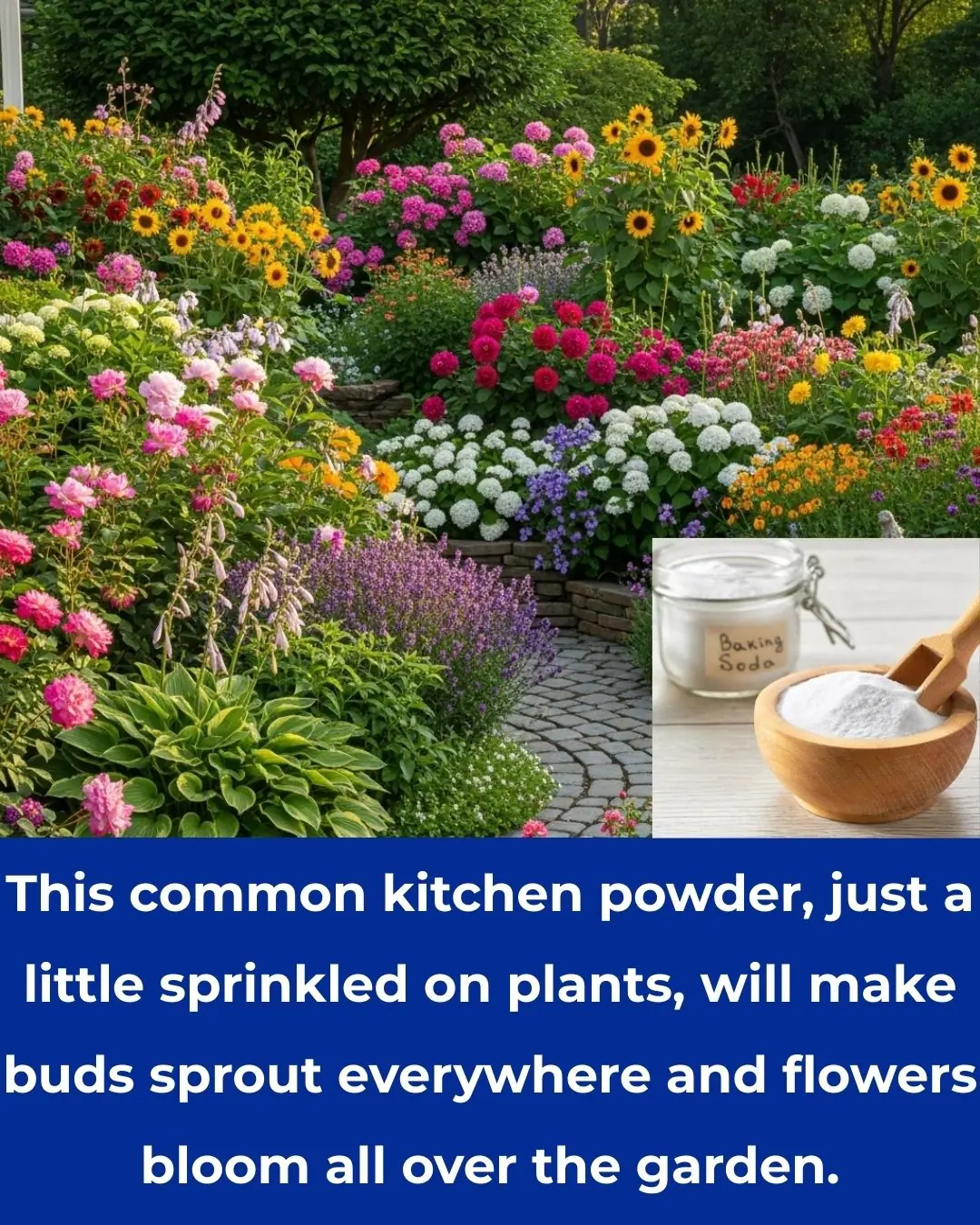 How a Common Kitchen Powder Can Help Your Plants Thrive and Bloom