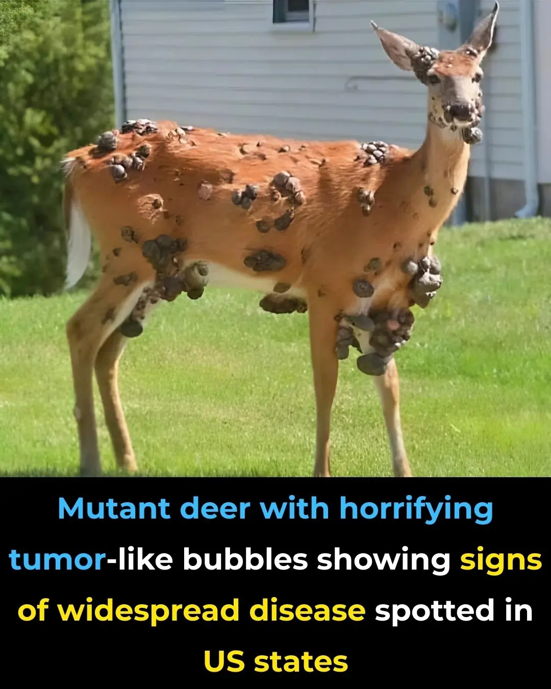 Mutant deer with horrifying tumor-like bubbles showing signs of widespread disease spotted in US states