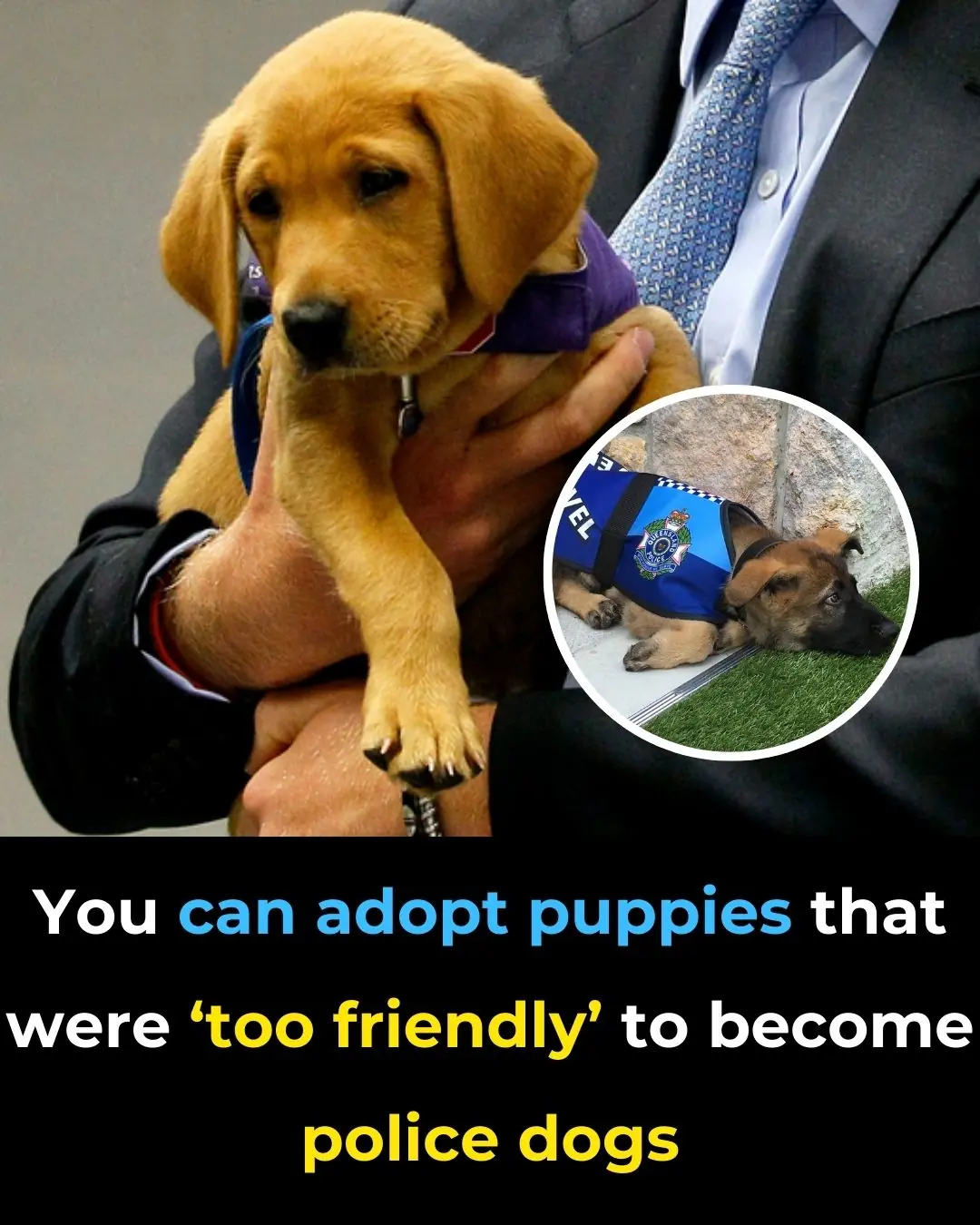 You Can Adopt Puppies That Were ‘Too Friendly’ to Become Police Dogs