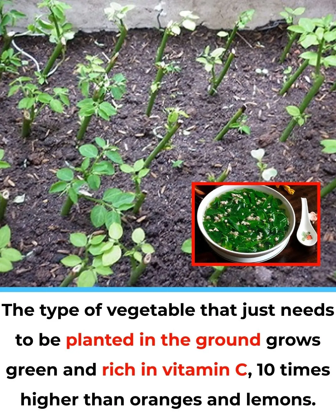 The Super Vegetable That Grows Green and Is Packed with Vitamin C—10 Times More Than Oranges and Lemons!